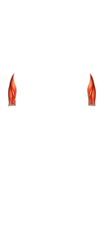 Muscle vue de face